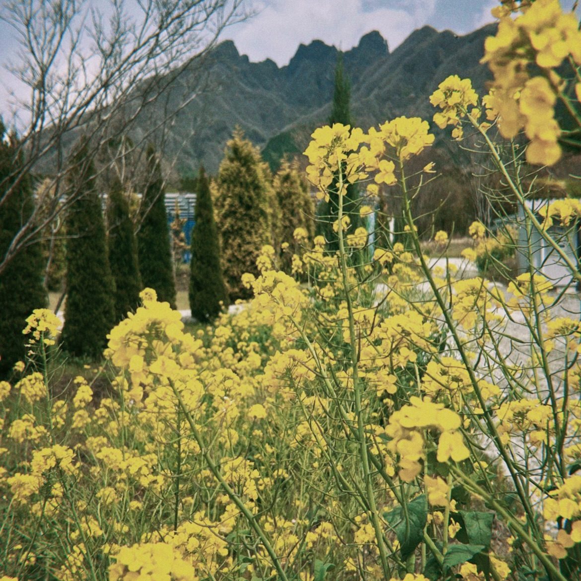 菜の花と根子岳