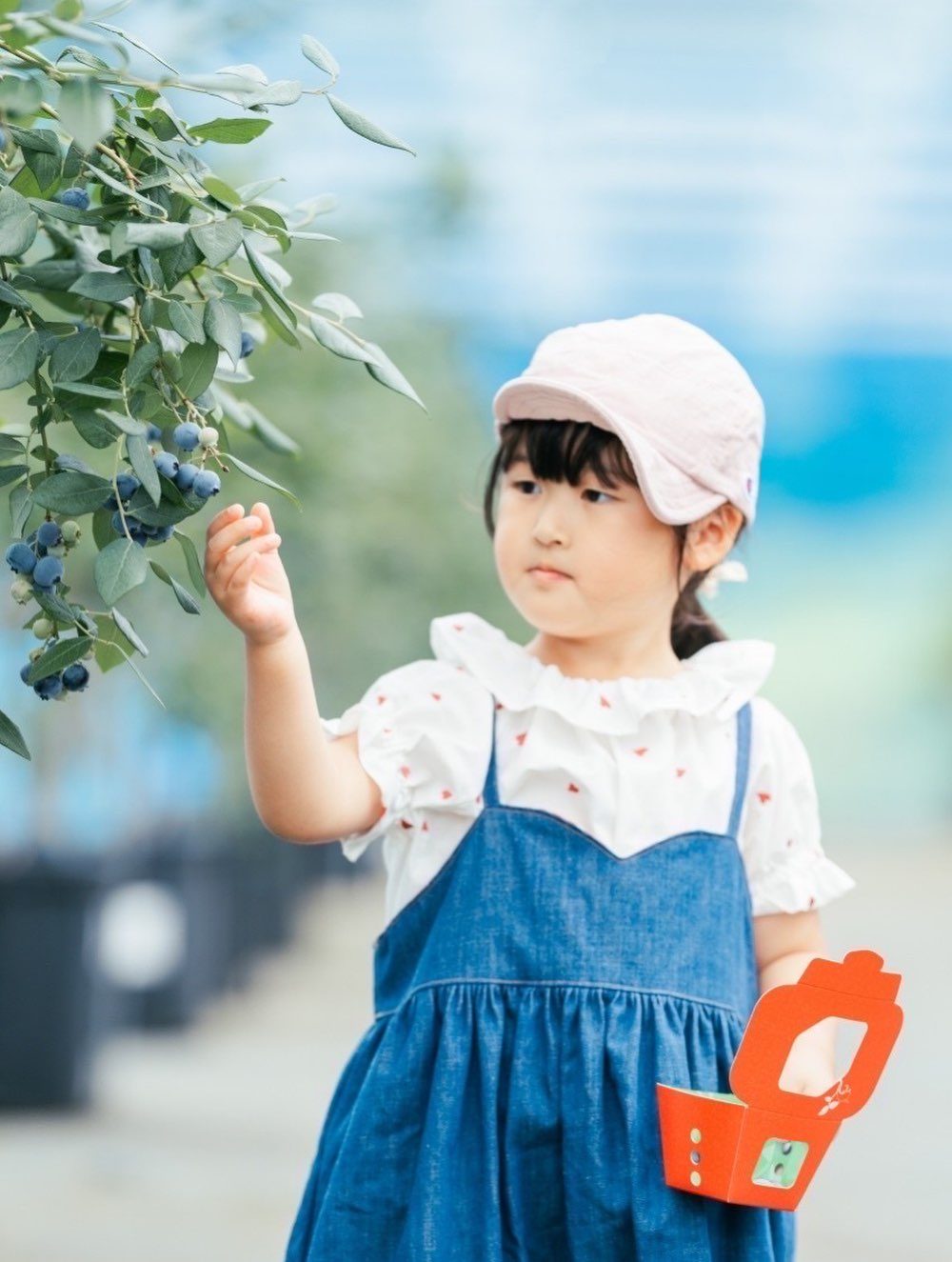 ブルーベリーを摘む女の子
