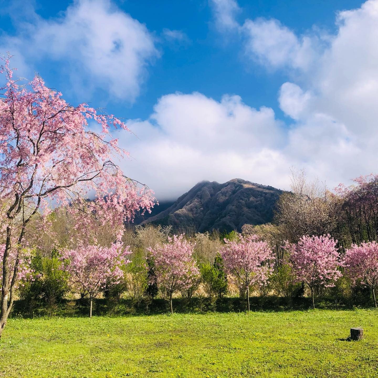 隠れサクラミチの桜と根子岳